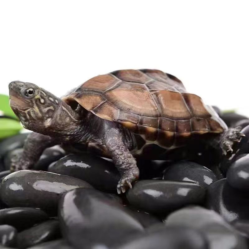 （直播链接）26甲22甲555甲草田黄金线草外塘冷水观赏龟招财宠物龟