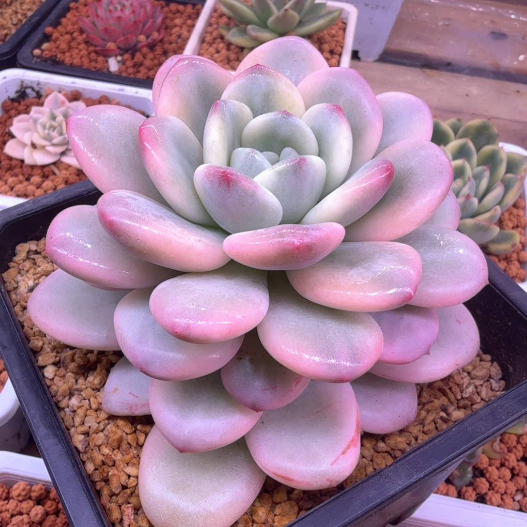 白马锦 多肉植物锦