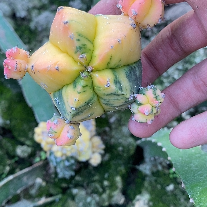 三角苗接散斑龟甲鸾锦群