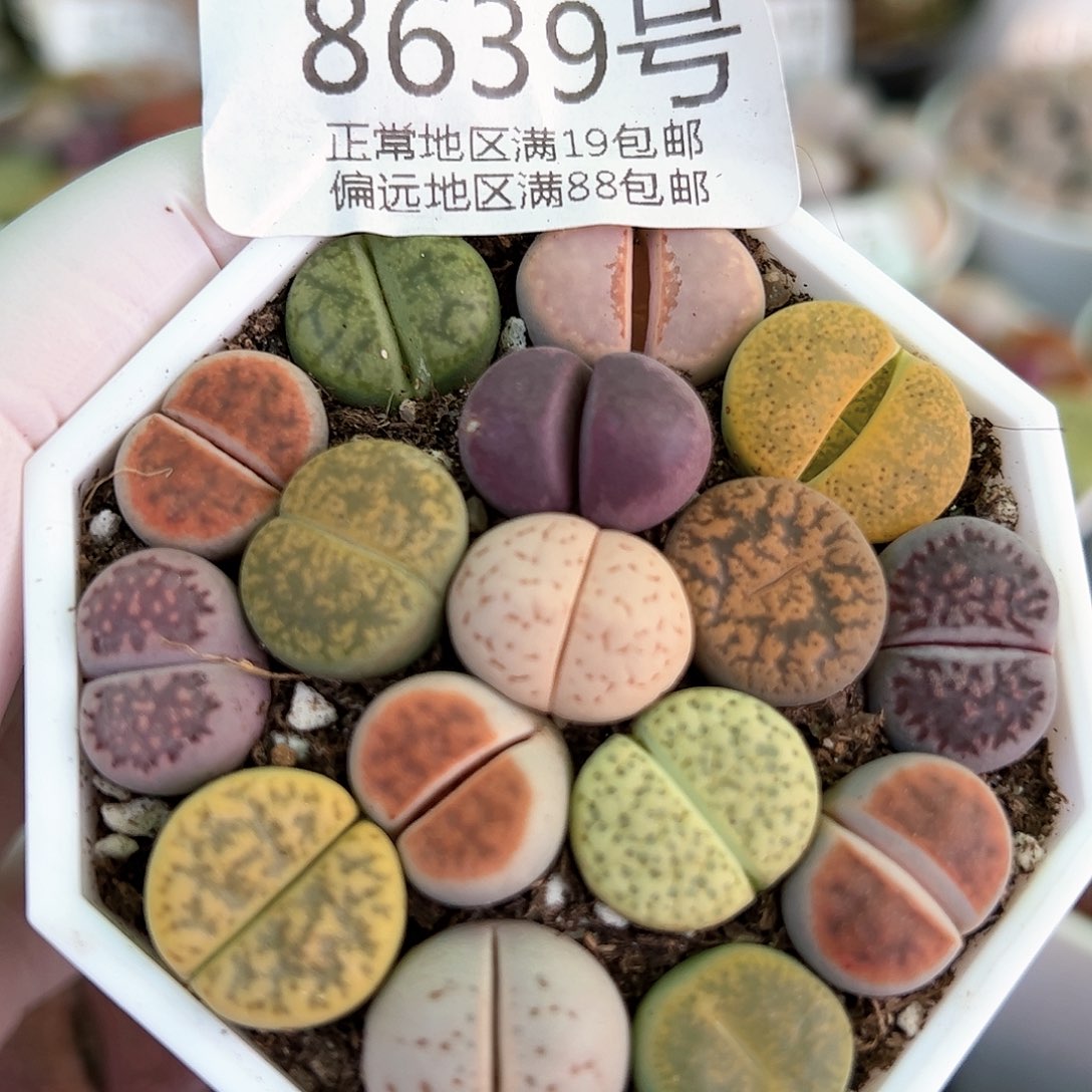 好养易活生石花大母本8639