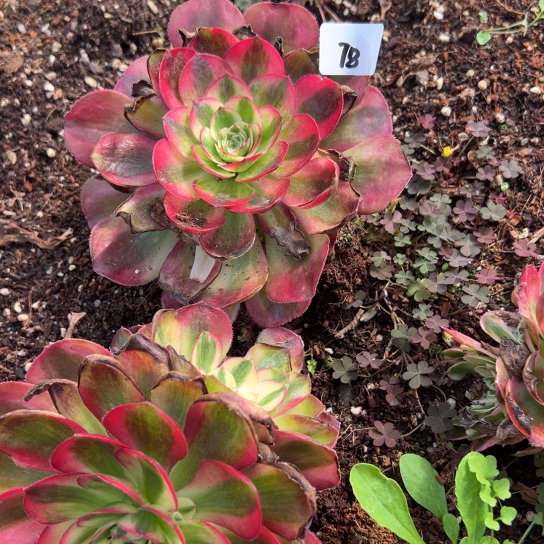 78鸿运一颗10多肉椅子