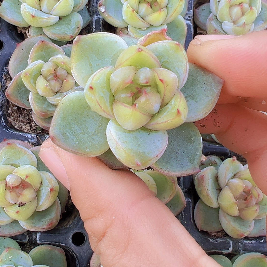 翡翠珍妮苗2颗多肉