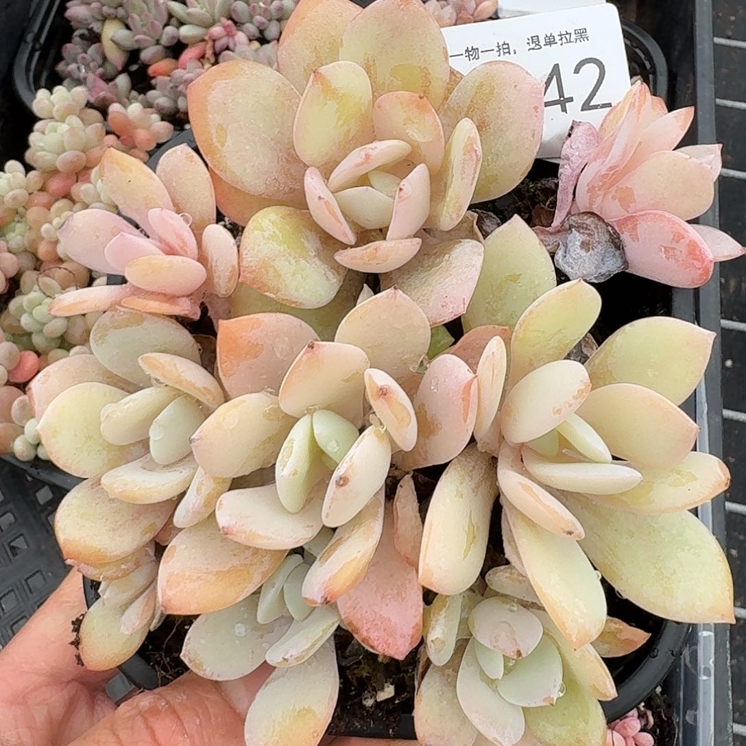 杂交新品珍妮多肉1142