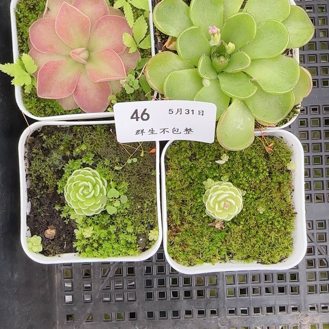 ?***照框拍框拍0531-46