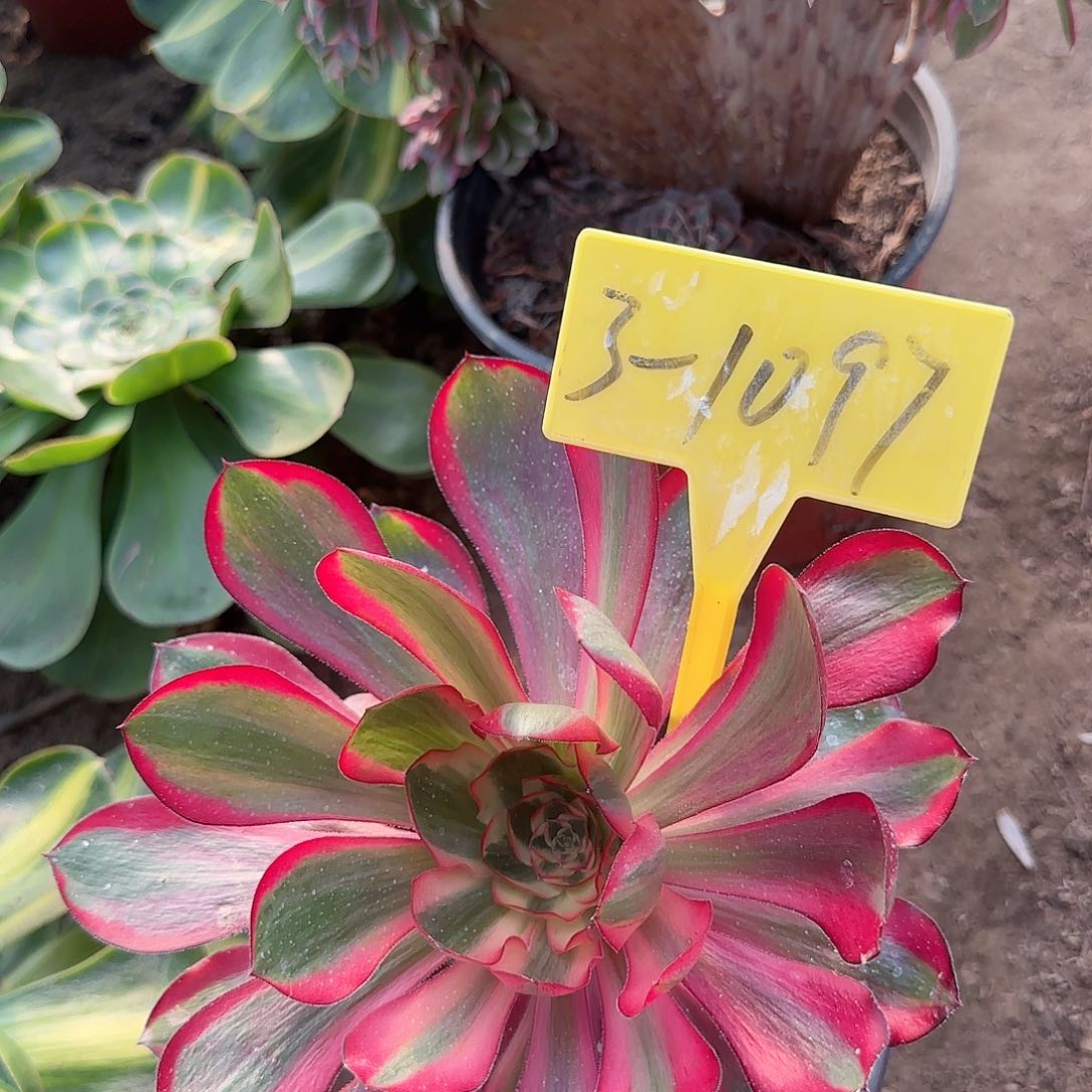 3-1097--多头多肉植物