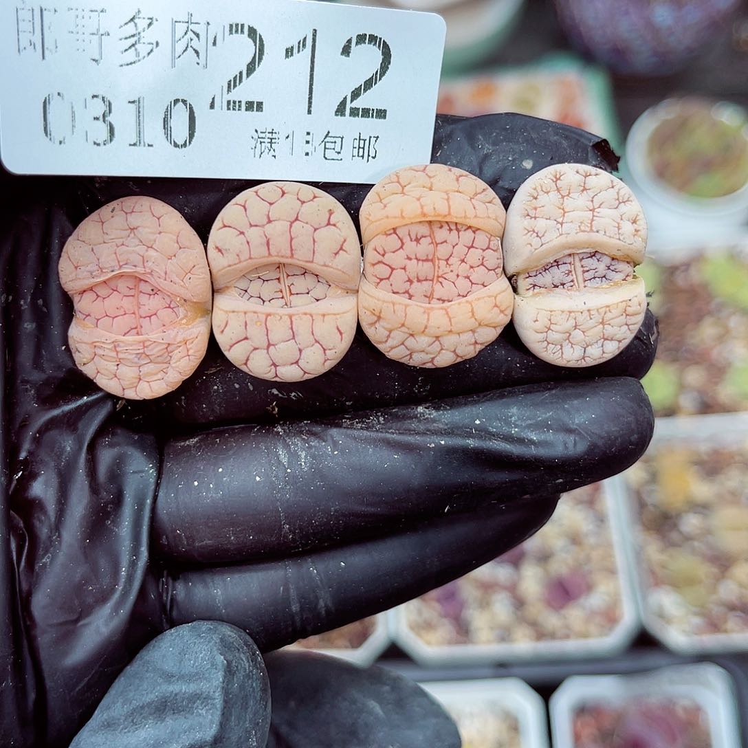 郎哥多少生石花10-212