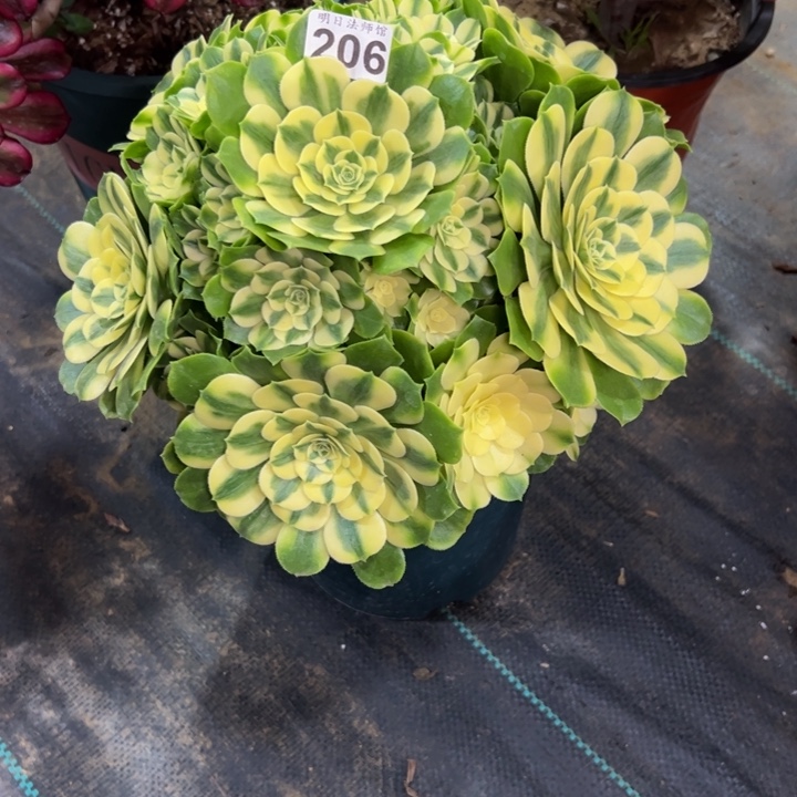 霏*新尼亚206多肉法师