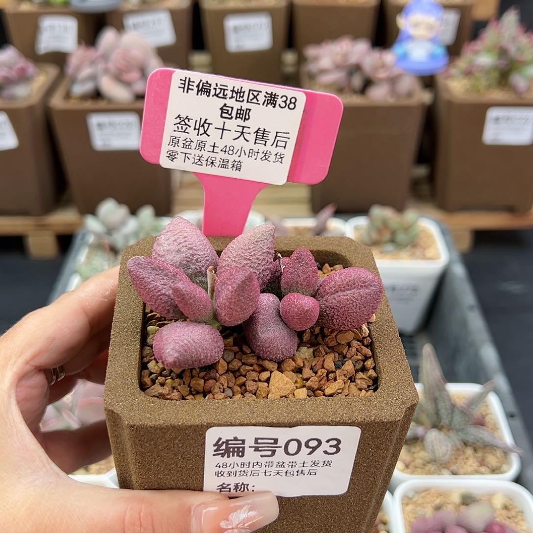 093少女心多肉植物