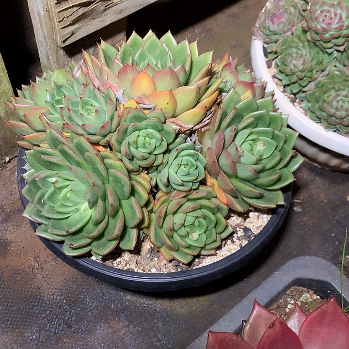 美肉特价活动开始啦