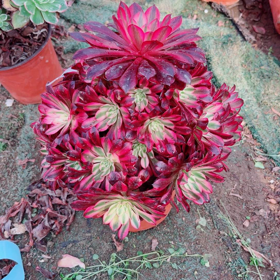 244黑铜壶超白锦多肉植物