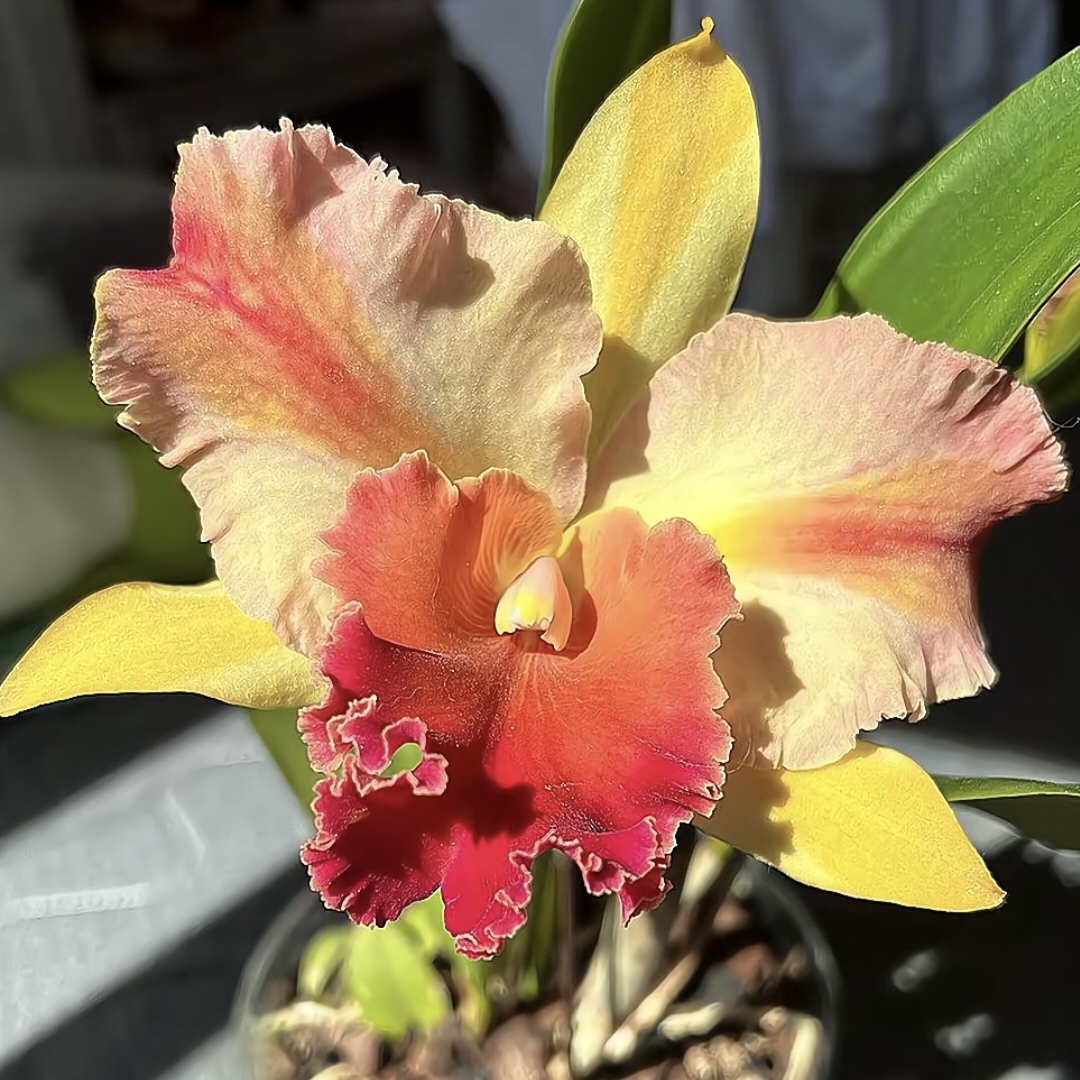卡特兰魔术师一花多色复色大花洋兰杂交兰花期长盆栽花卉绿植直发