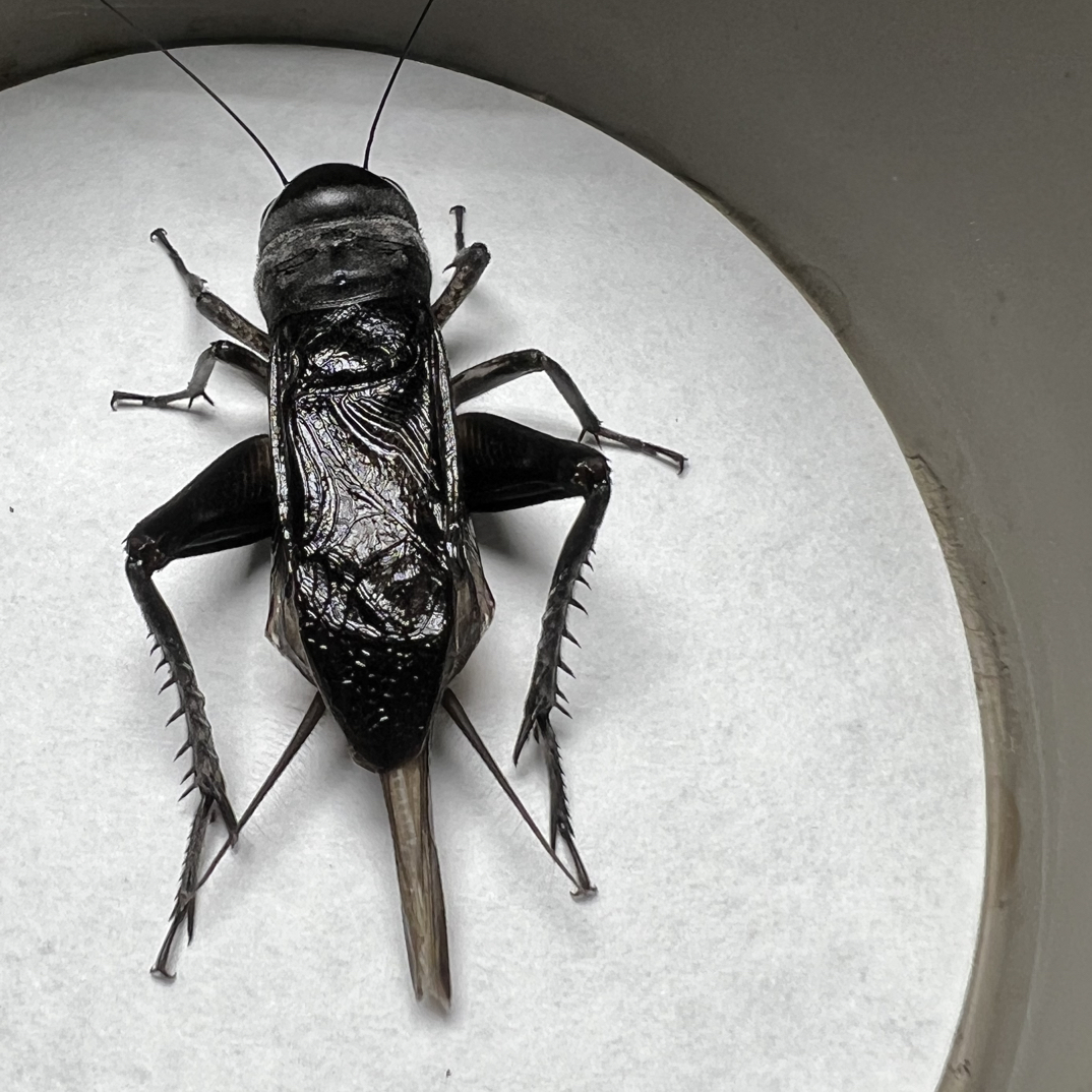 自家份房黑油葫芦三个