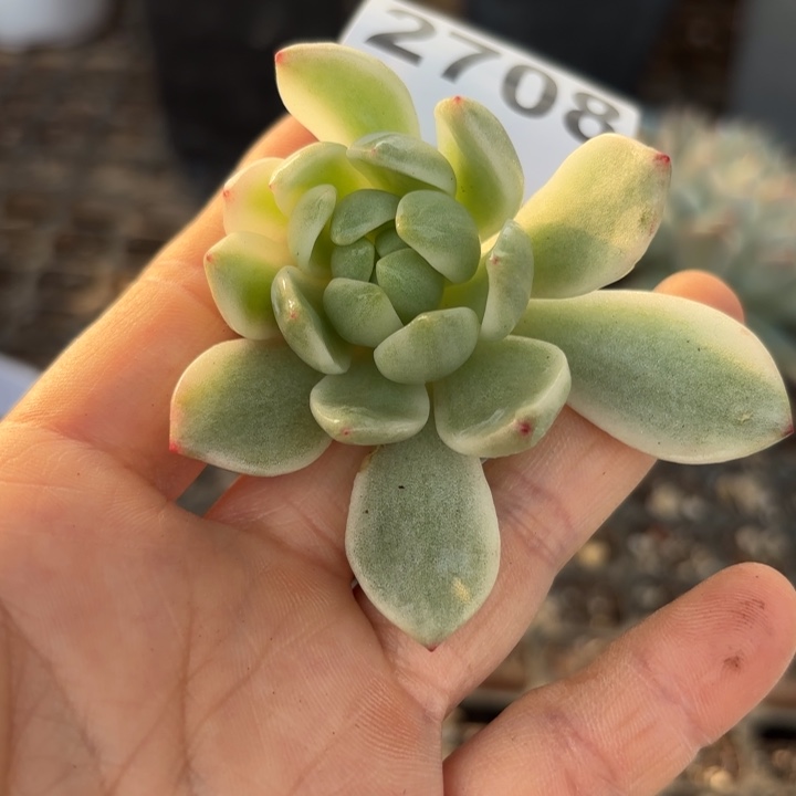 头盖锦无根多肉植物满18包邮