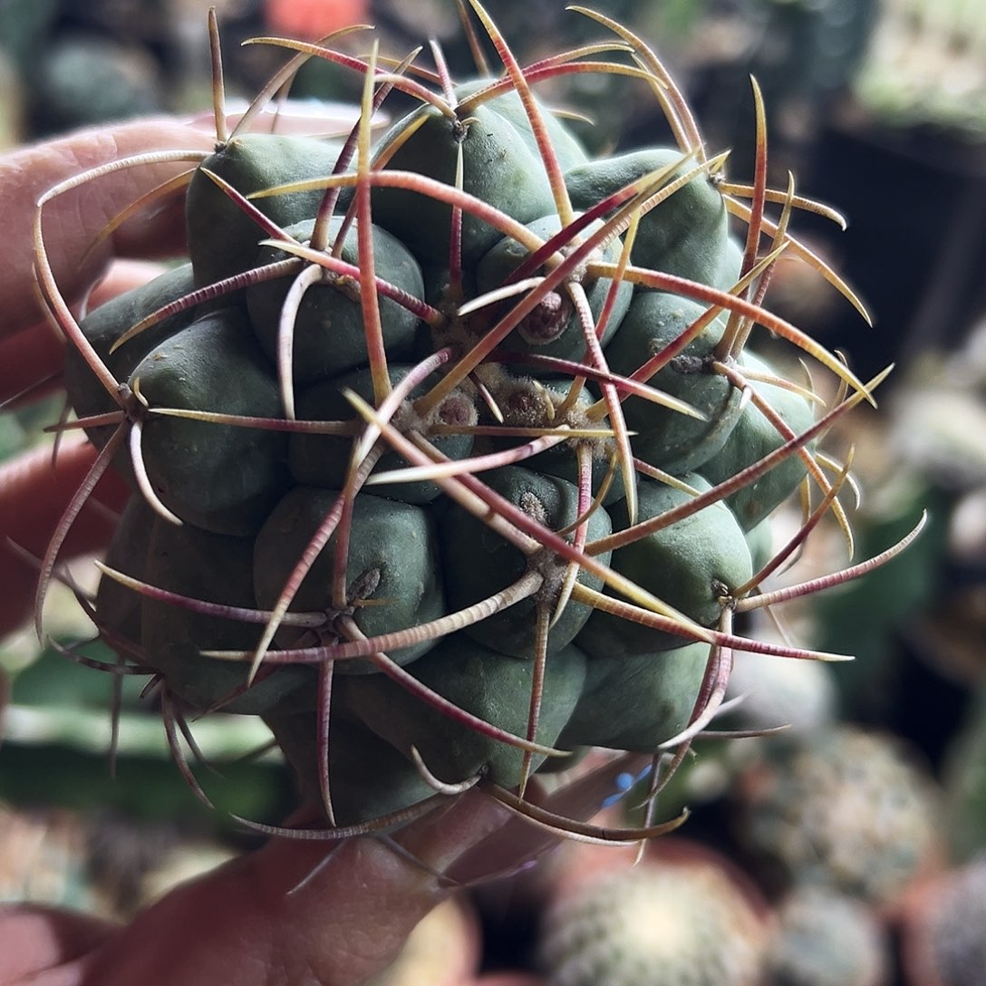 大尤菲冠龙仙人球11111111111