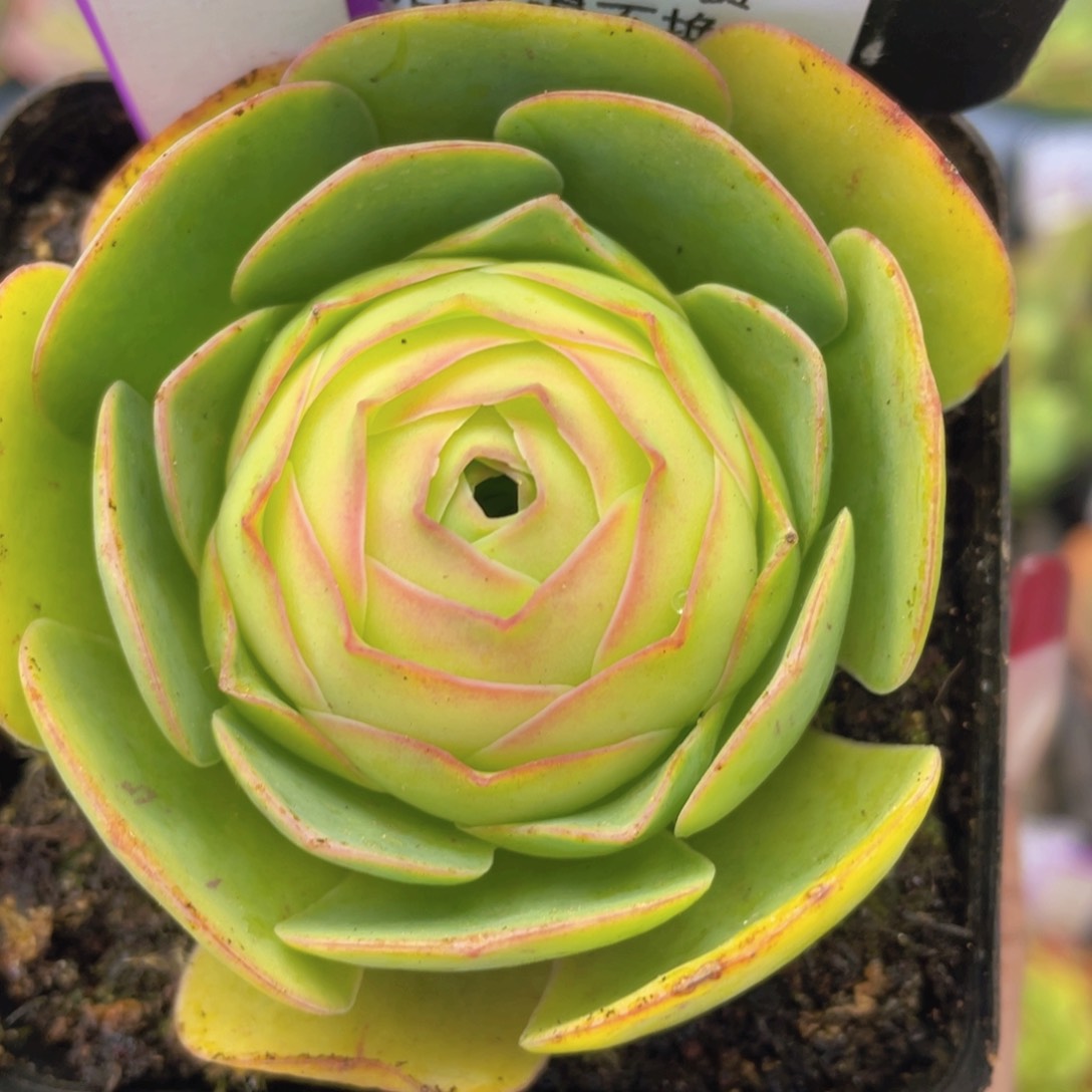 陌桑玫瑰一物一拍553