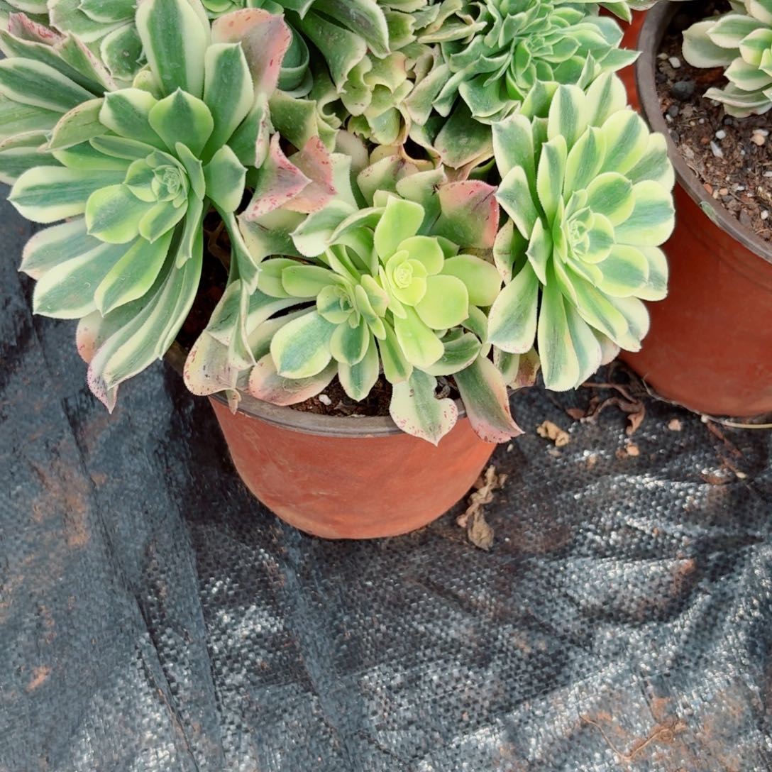 嗯606 号多肉法师特价不支持退货