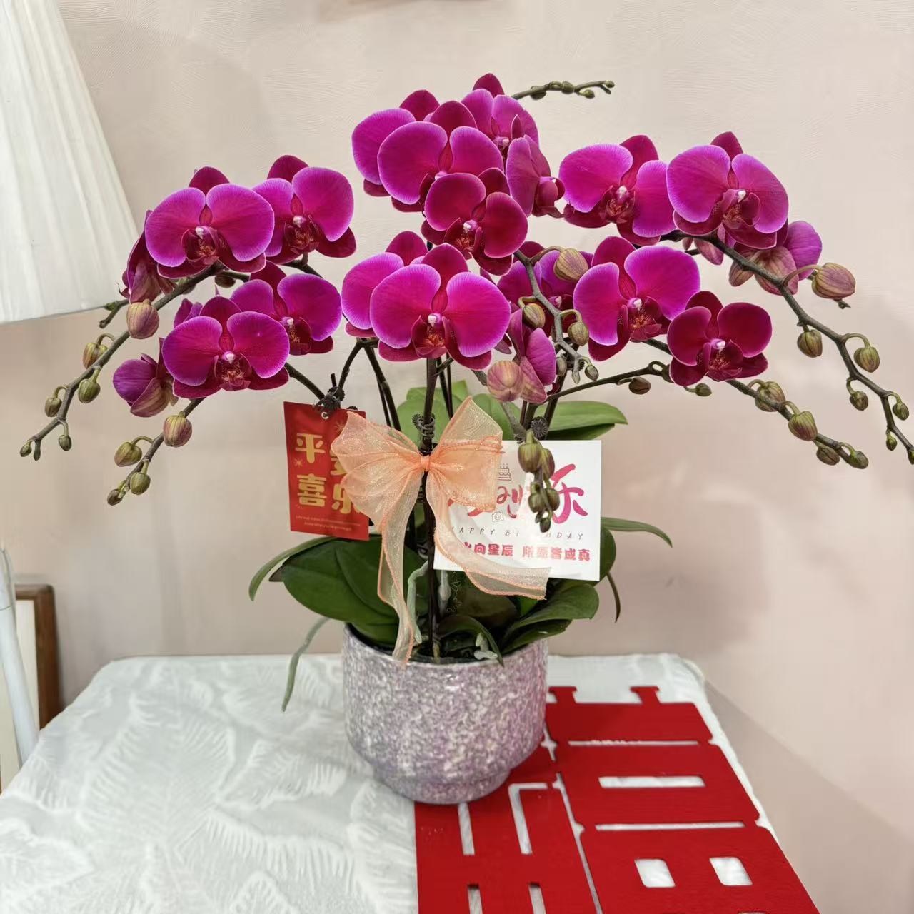 蝴蝶兰《香山》多花苞 红色系 耐开好养 轻奢高级 室内花花