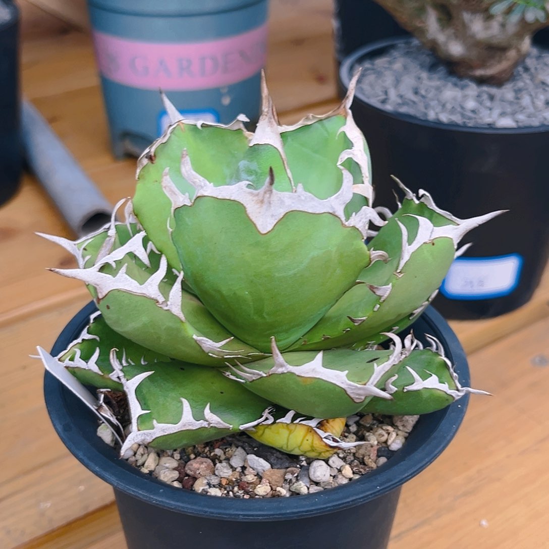 龙舌兰卡比兽圆叶漏一棵