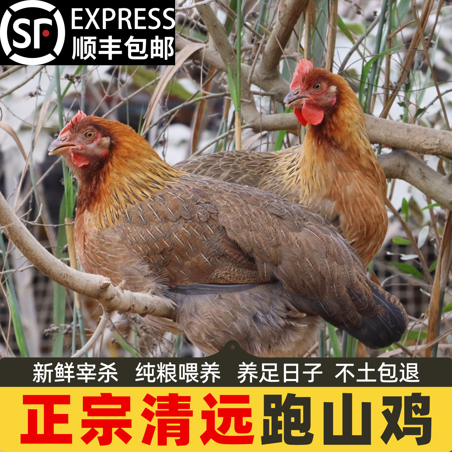 正宗清远鸡土鸡农家散养黄油老母鸡走地鸡整只新鲜现杀草鸡椰子鸡