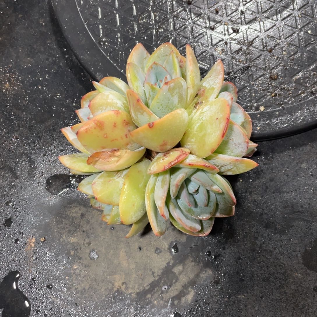 一物一拍中通快递