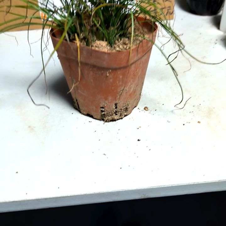 满6元包邮，香水兰