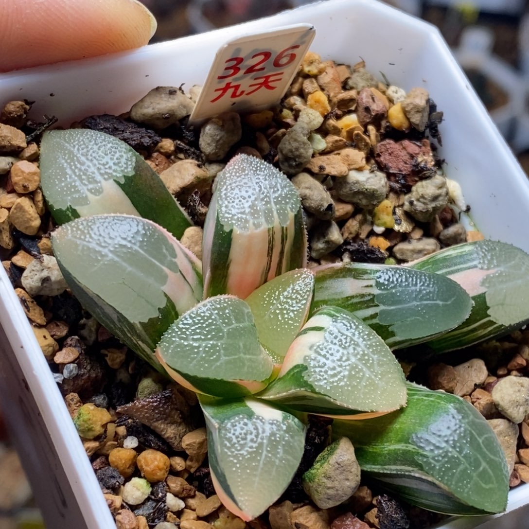 326号网纹克锦多肉