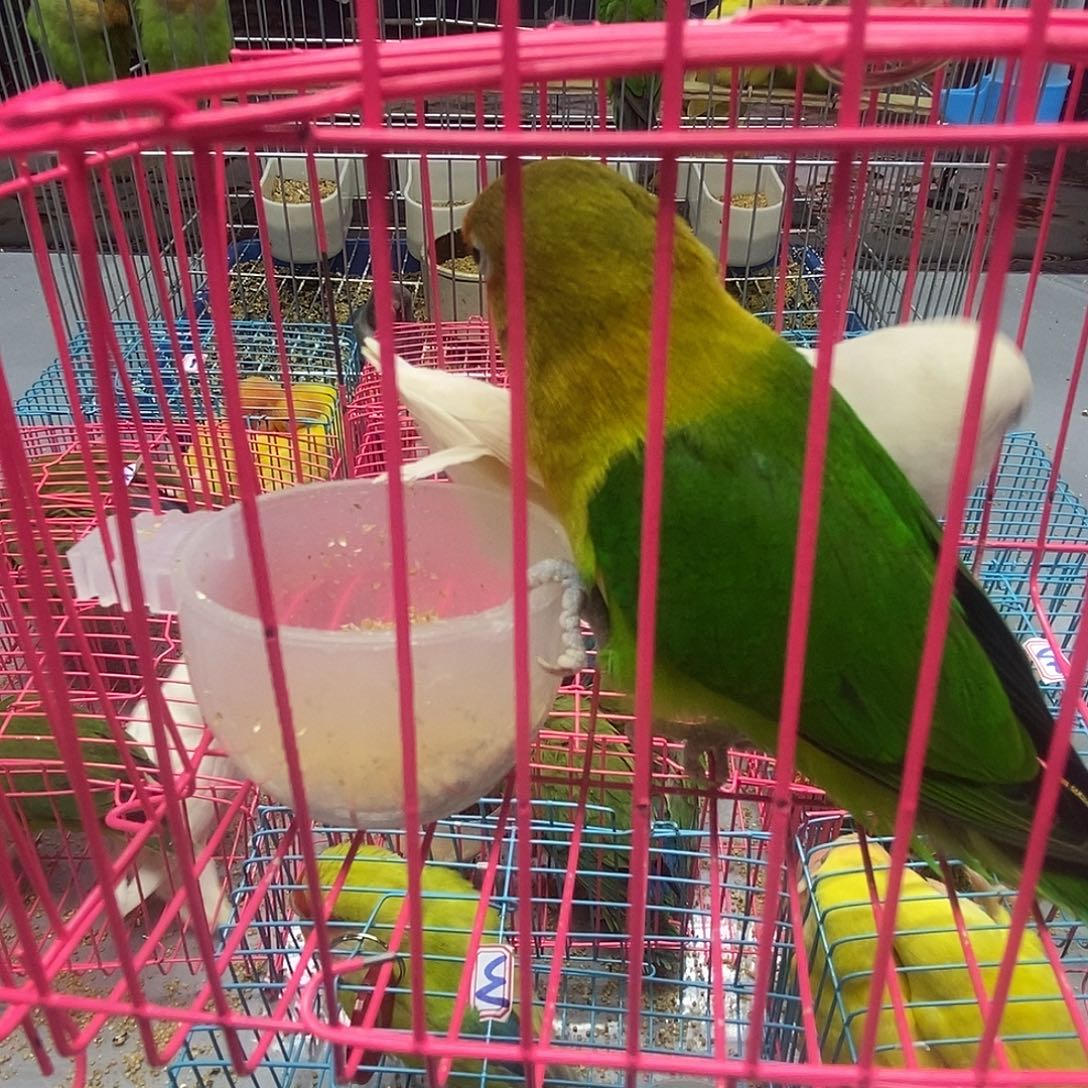 ঞ***࿐桃脸牡丹鹦鹉白玉棕头