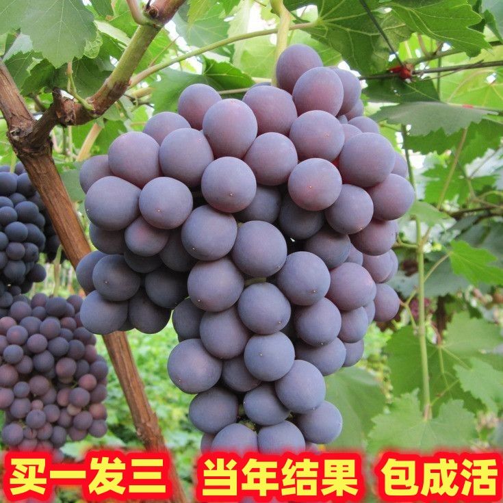 飓风阳光玫瑰盆栽地栽爬藤树《一物一拍》