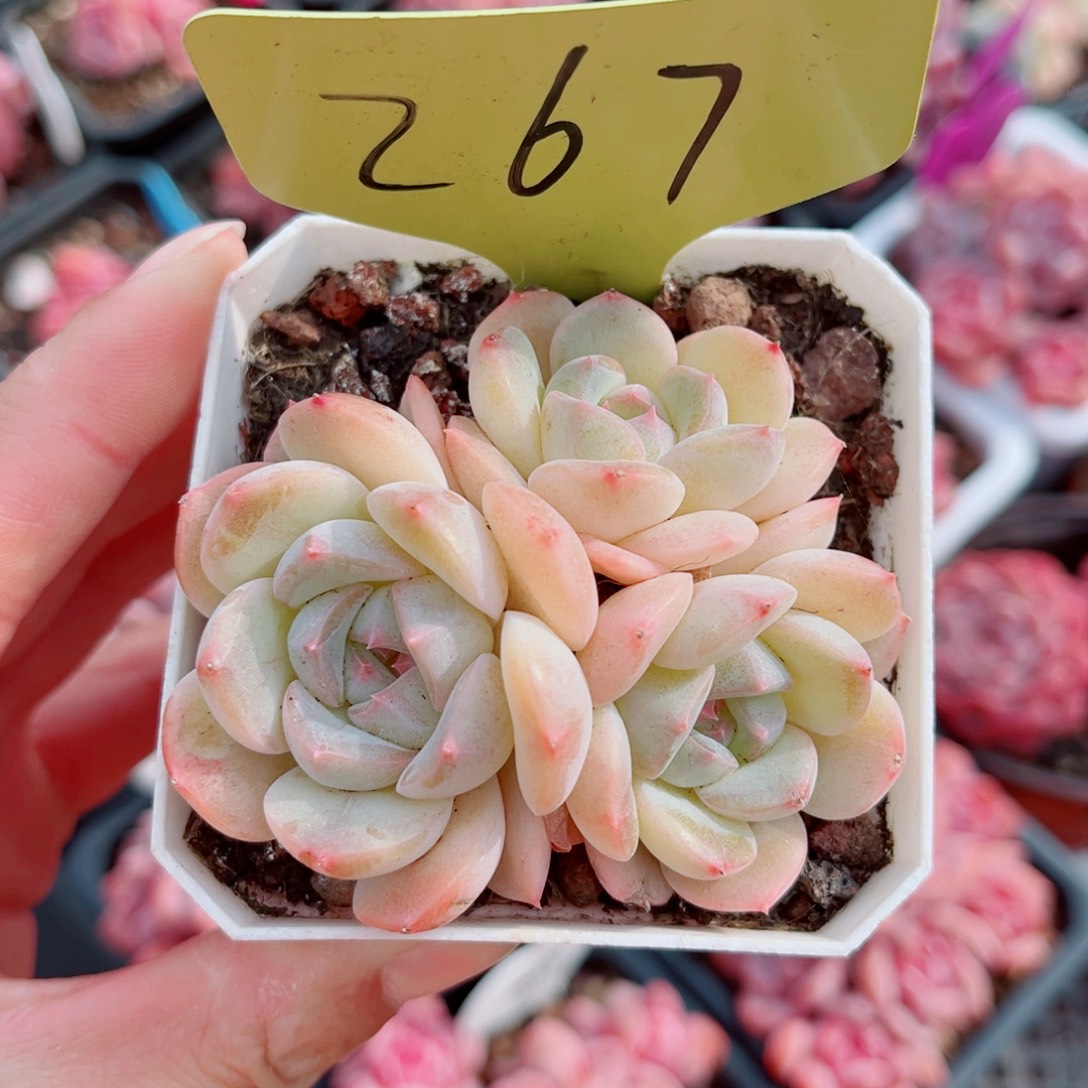 ****犀267号小老桩糖心群