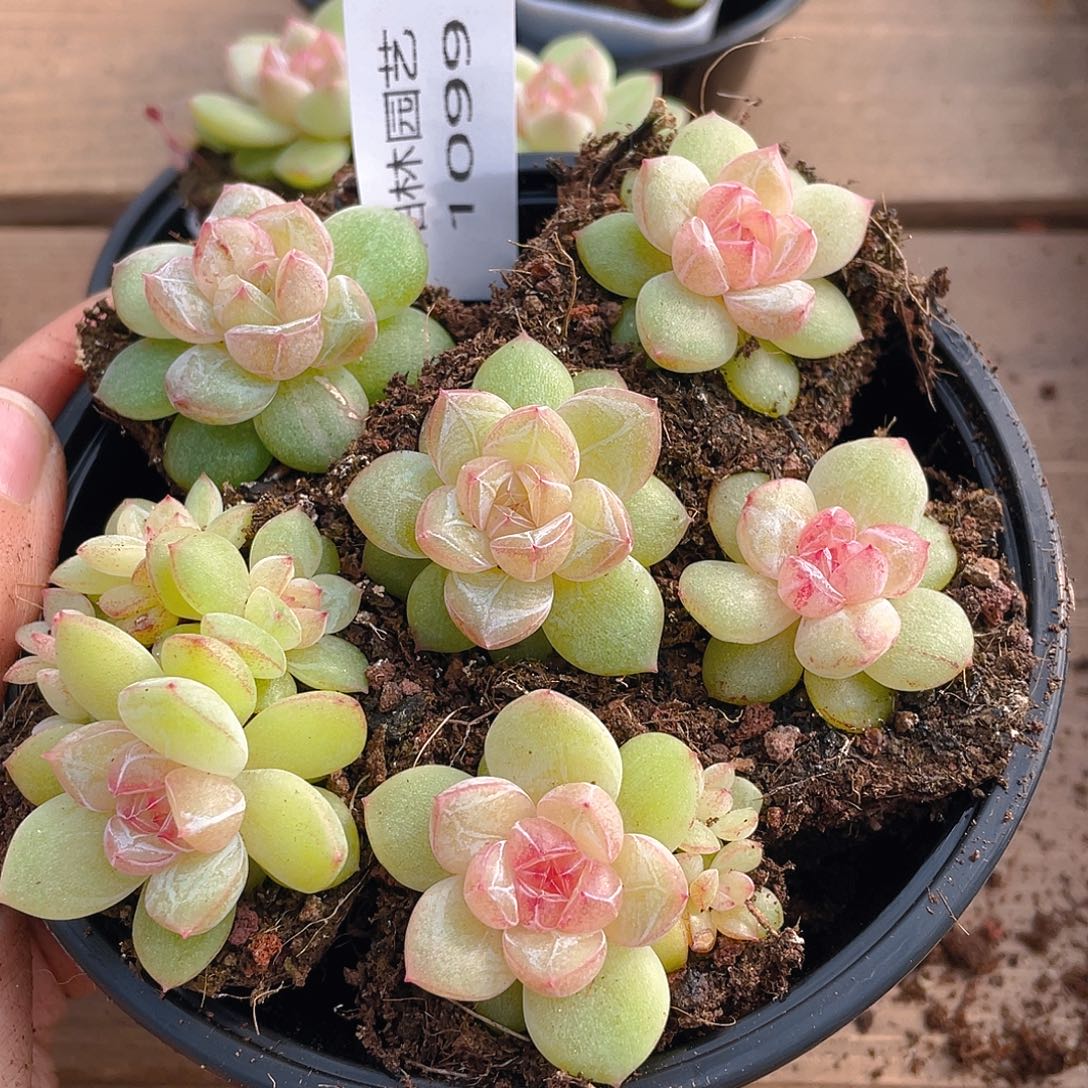 多肉植物多肉植物1099