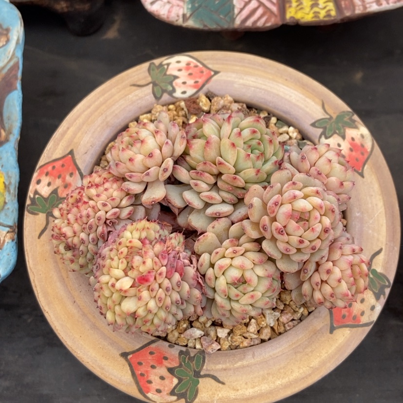 【闪购商品】白胖子缀