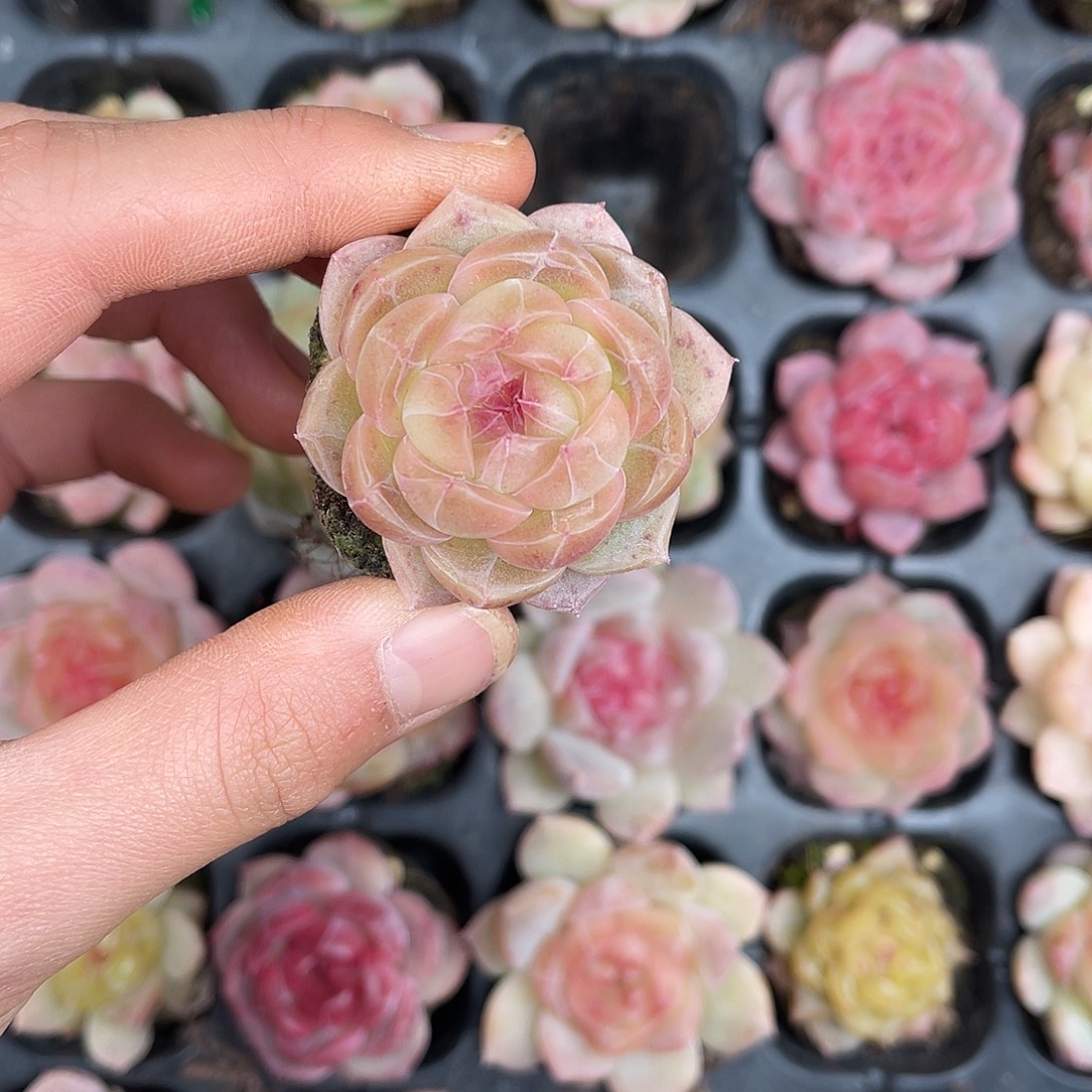 多肉一物一拍27-178