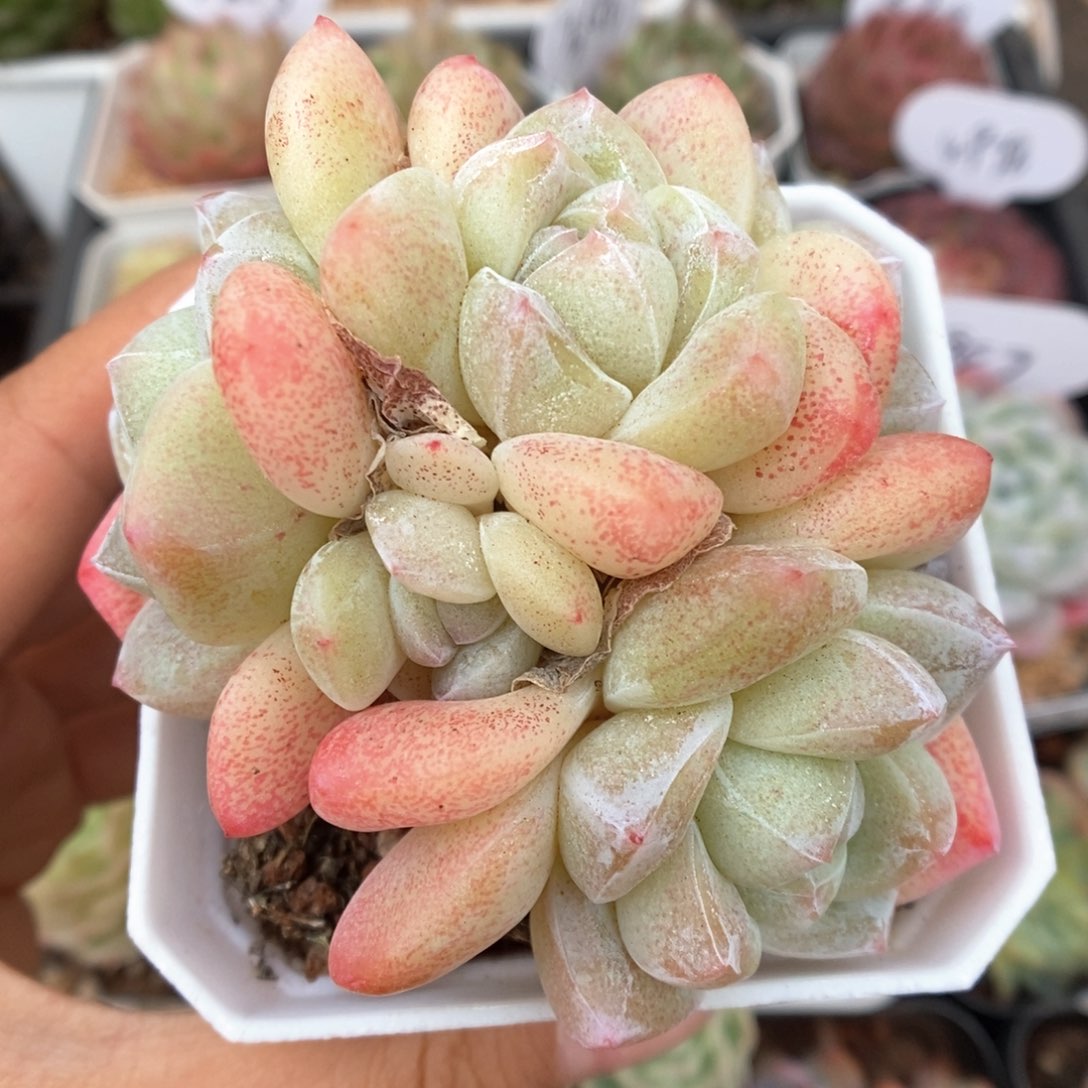 冰玉群生可拍390号。