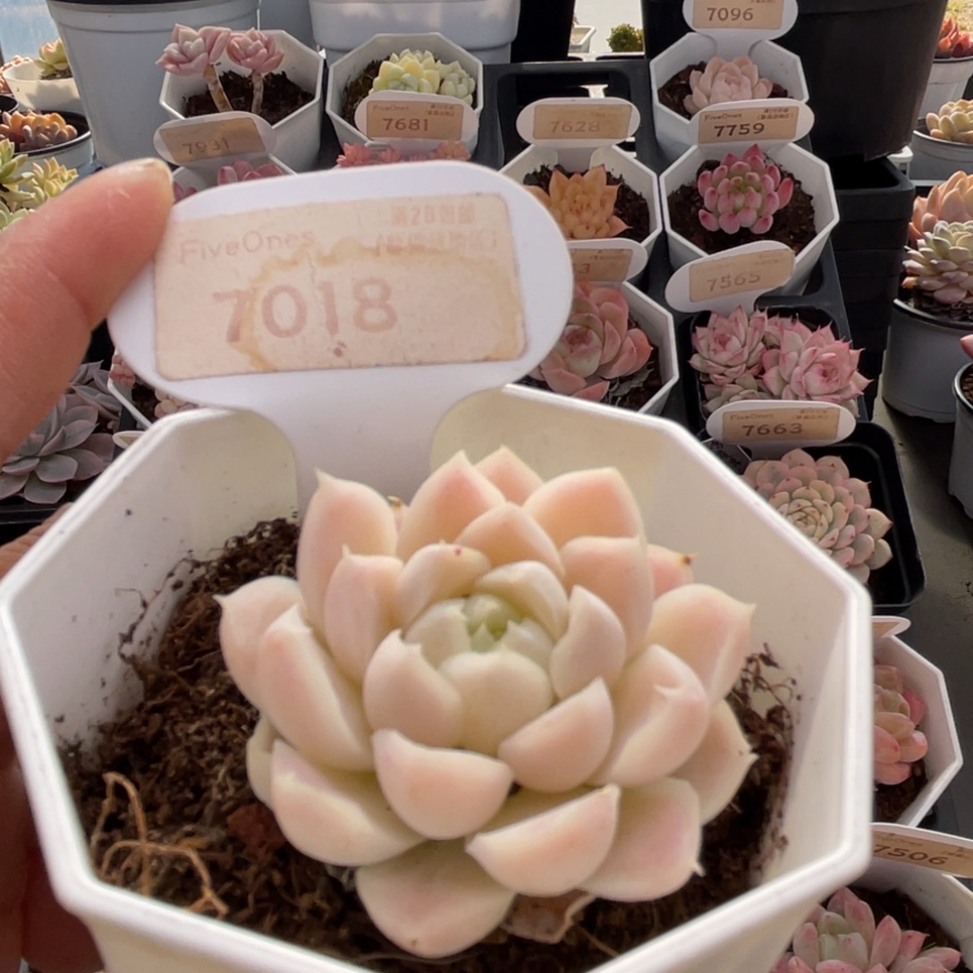 白月影7018-4.2厘米