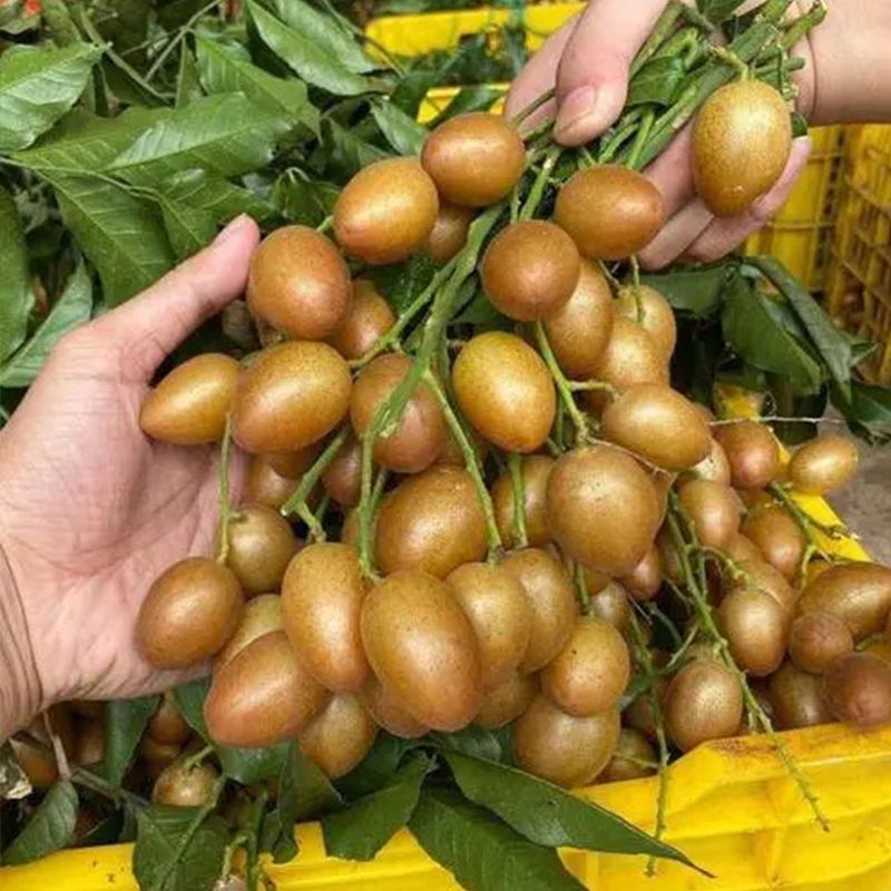 【533】山卡拉农家自种现摘新鲜冰糖黄皮