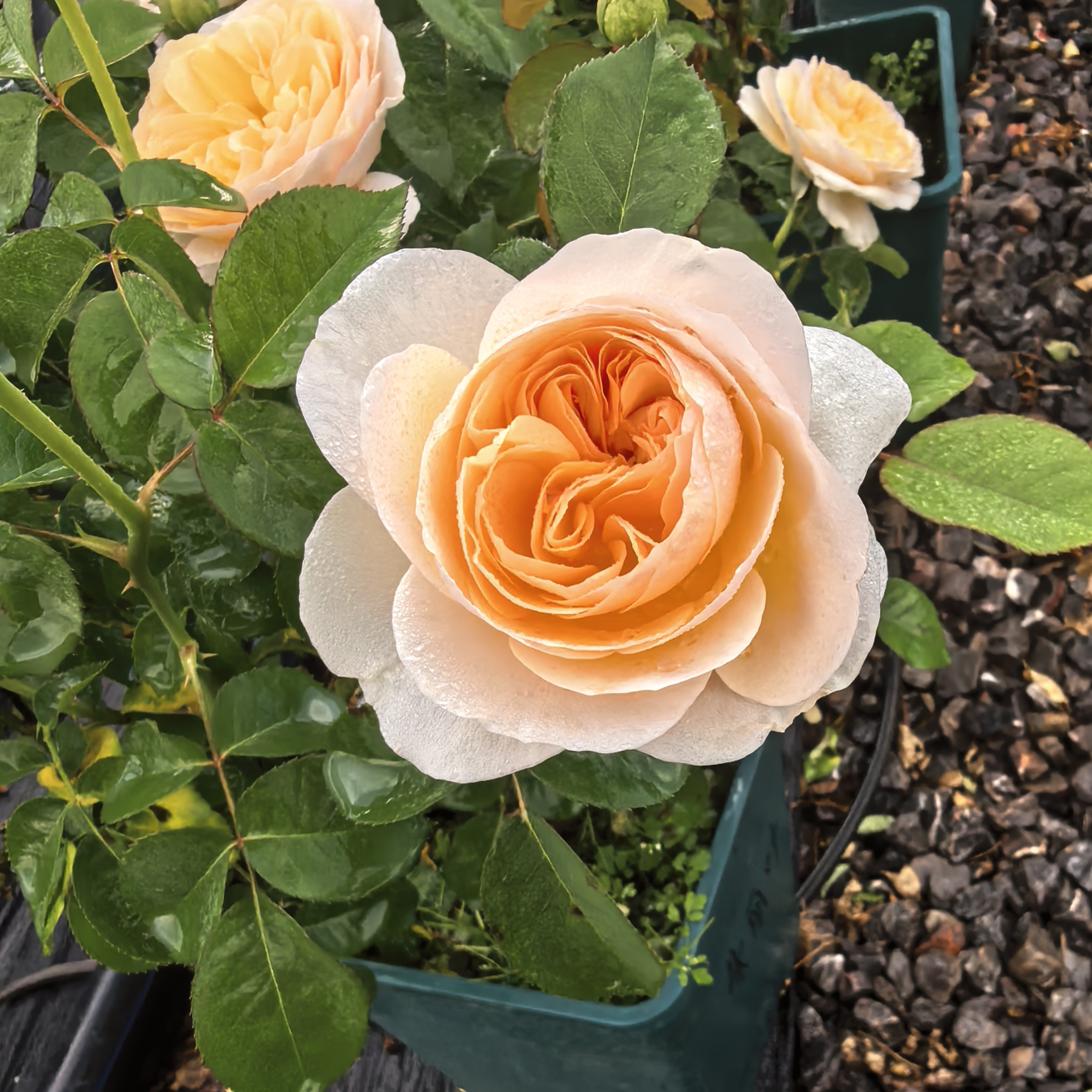 新品2加仑根接月季