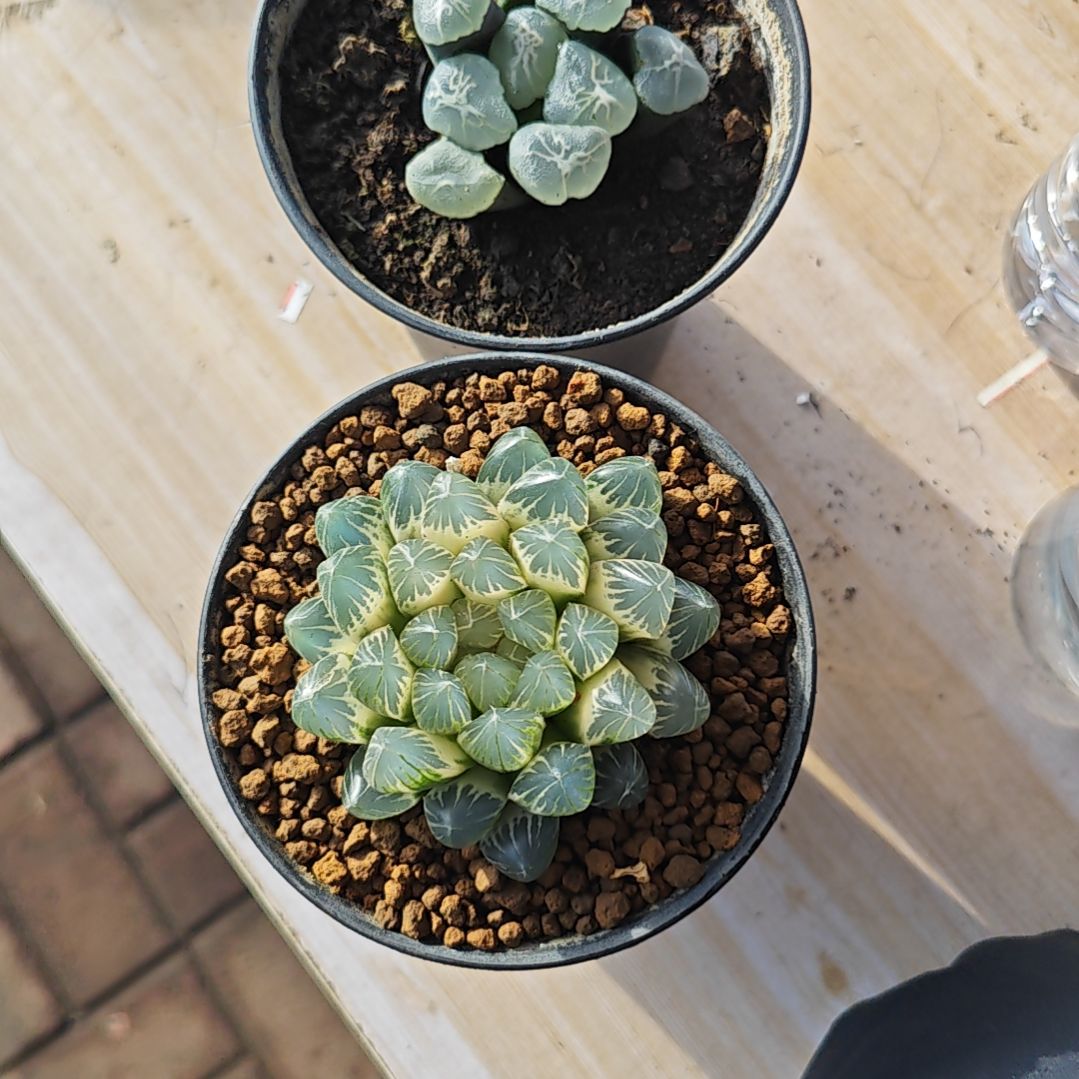 两颗多肉植物原盆土