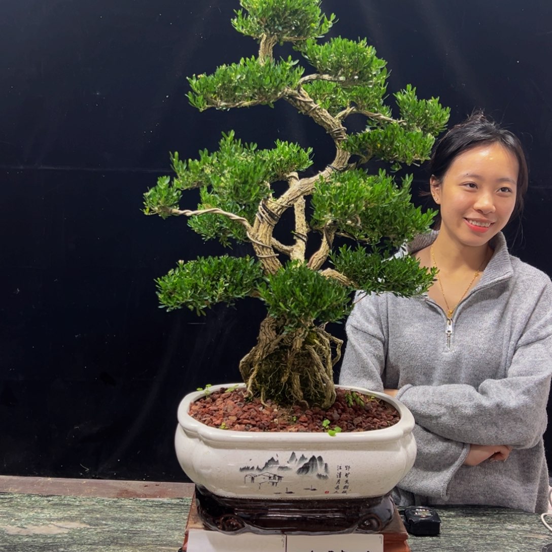 无花朵广东黄杨四季常青