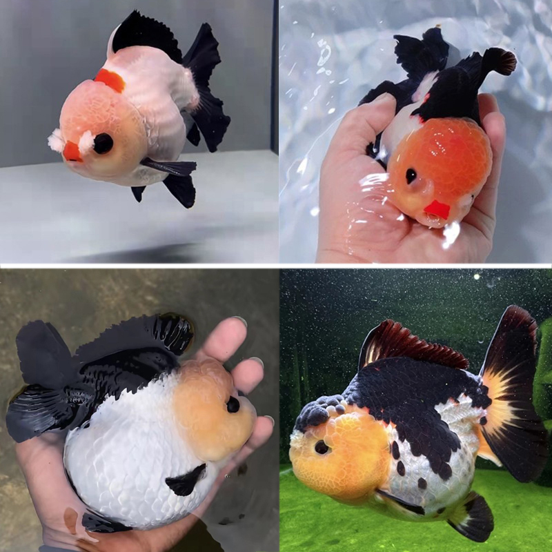 精品玛丽泰狮金鱼活鱼三色黑白熊猫波妞鱼苗冷淡水观赏耐活F1活体