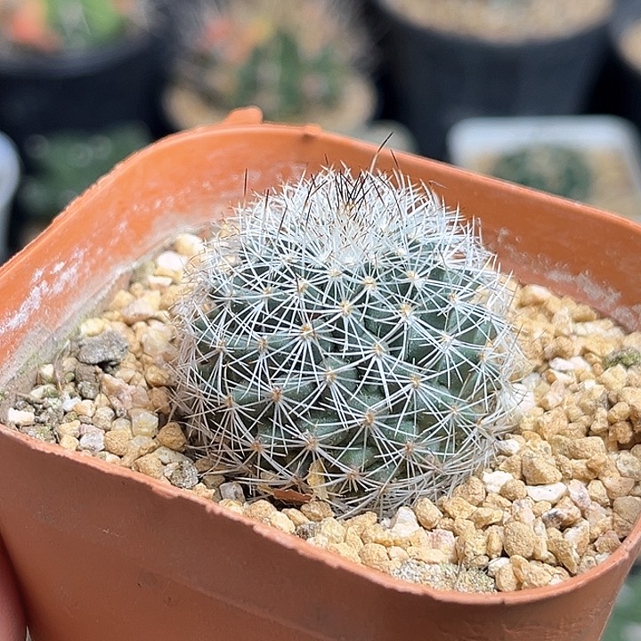 娇丽实生球一颗3.3公分