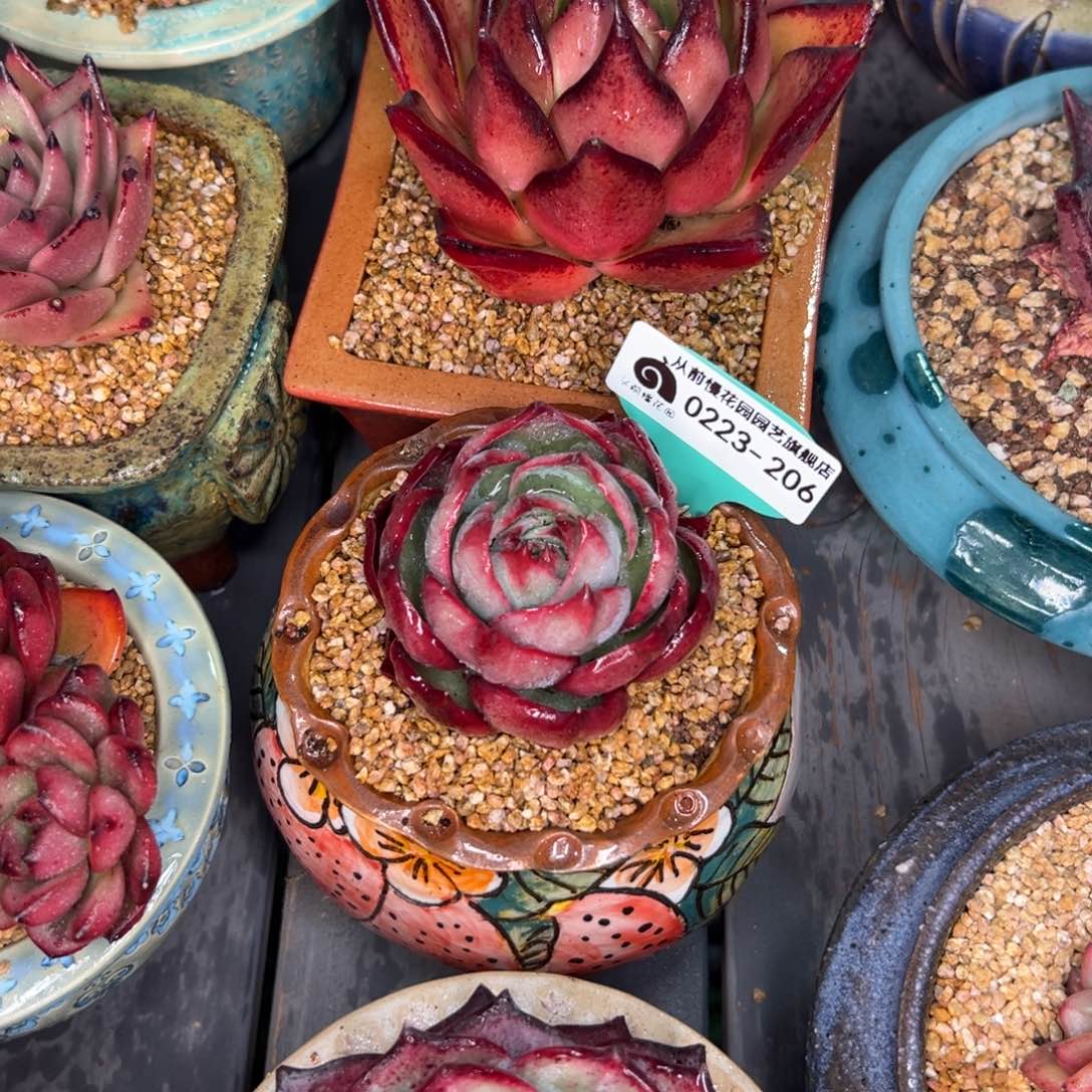 多肉一物一拍0223-206