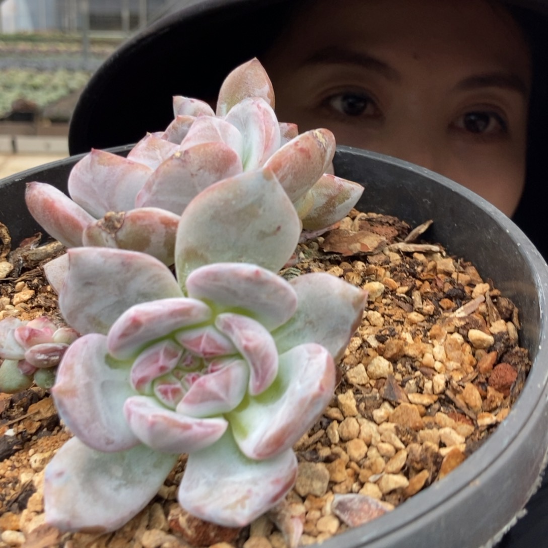 4-149 一物一拍直播间为准