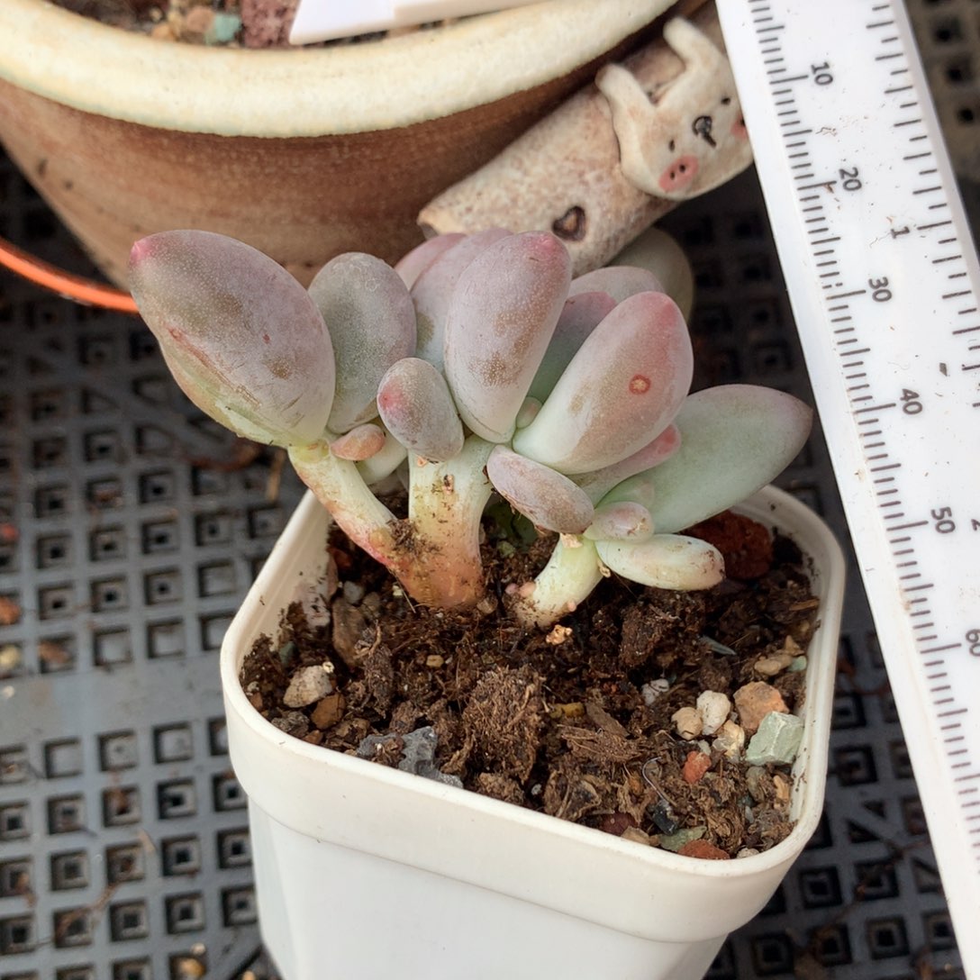 米可奶酪多头四个头米可奶