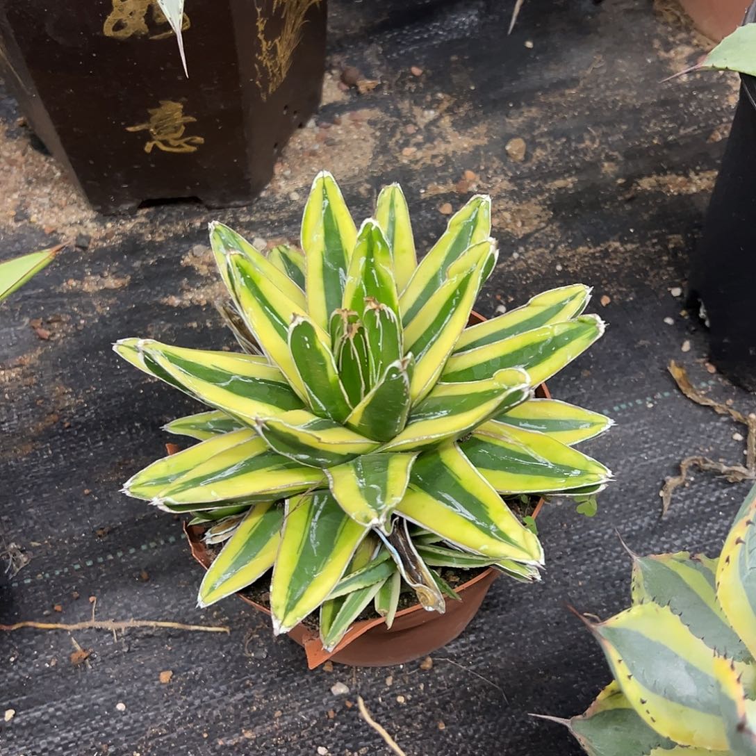 辉山锦龙舌兰系列