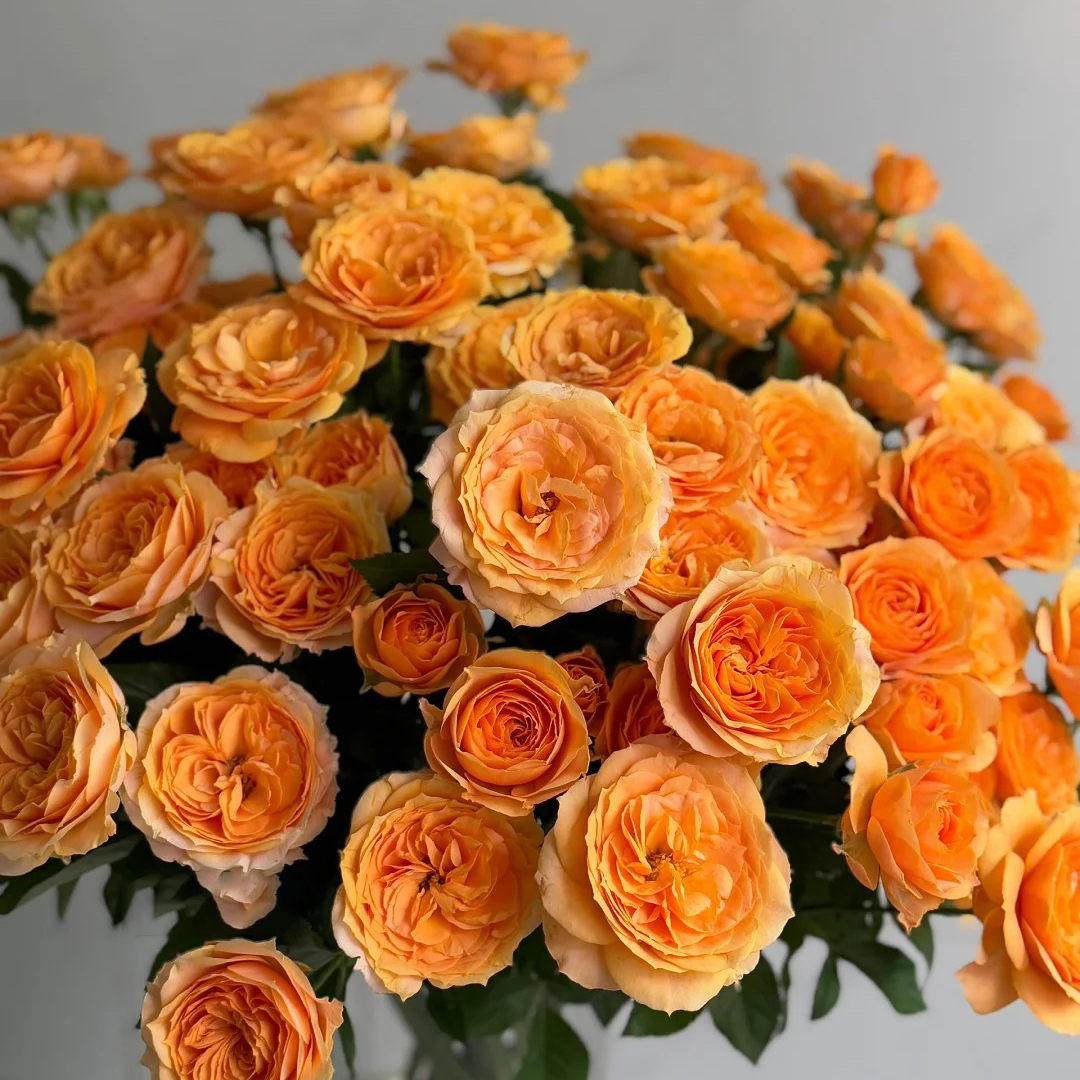 七叶花坊#多头玫瑰 【珞聍公主】鲜花优选 顺丰直发