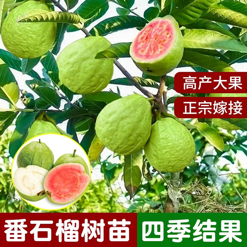 番石榴树果苗芭乐树苗南方种植庭院盆栽地栽四季果树当年结果