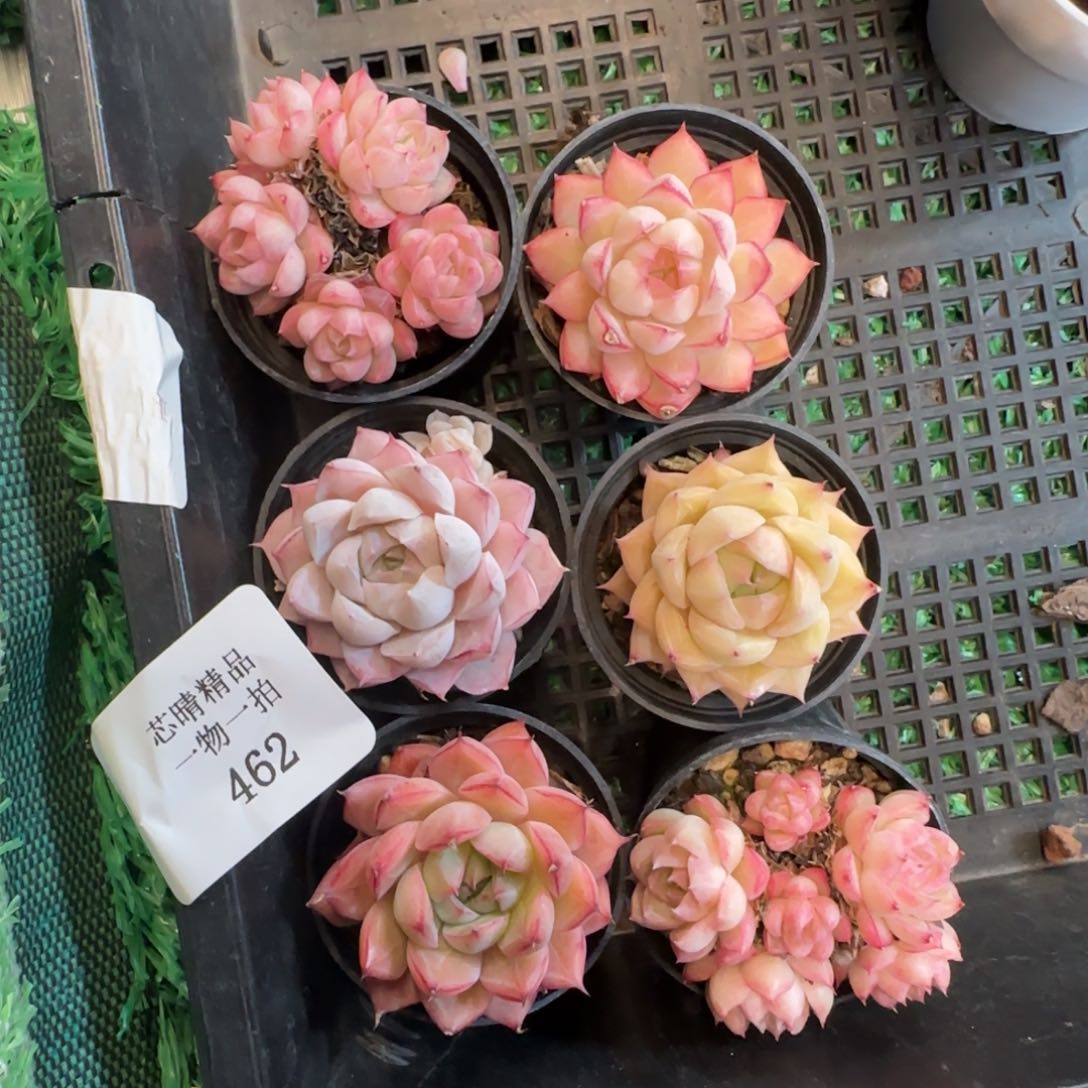 S****.闪购精品多肉462号六个