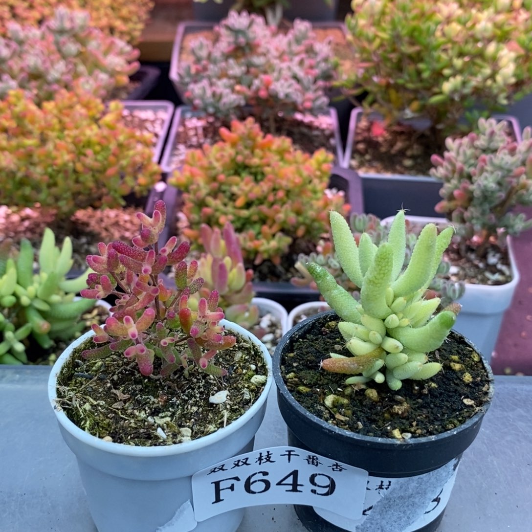 649糖球粉锦玉米锦。              