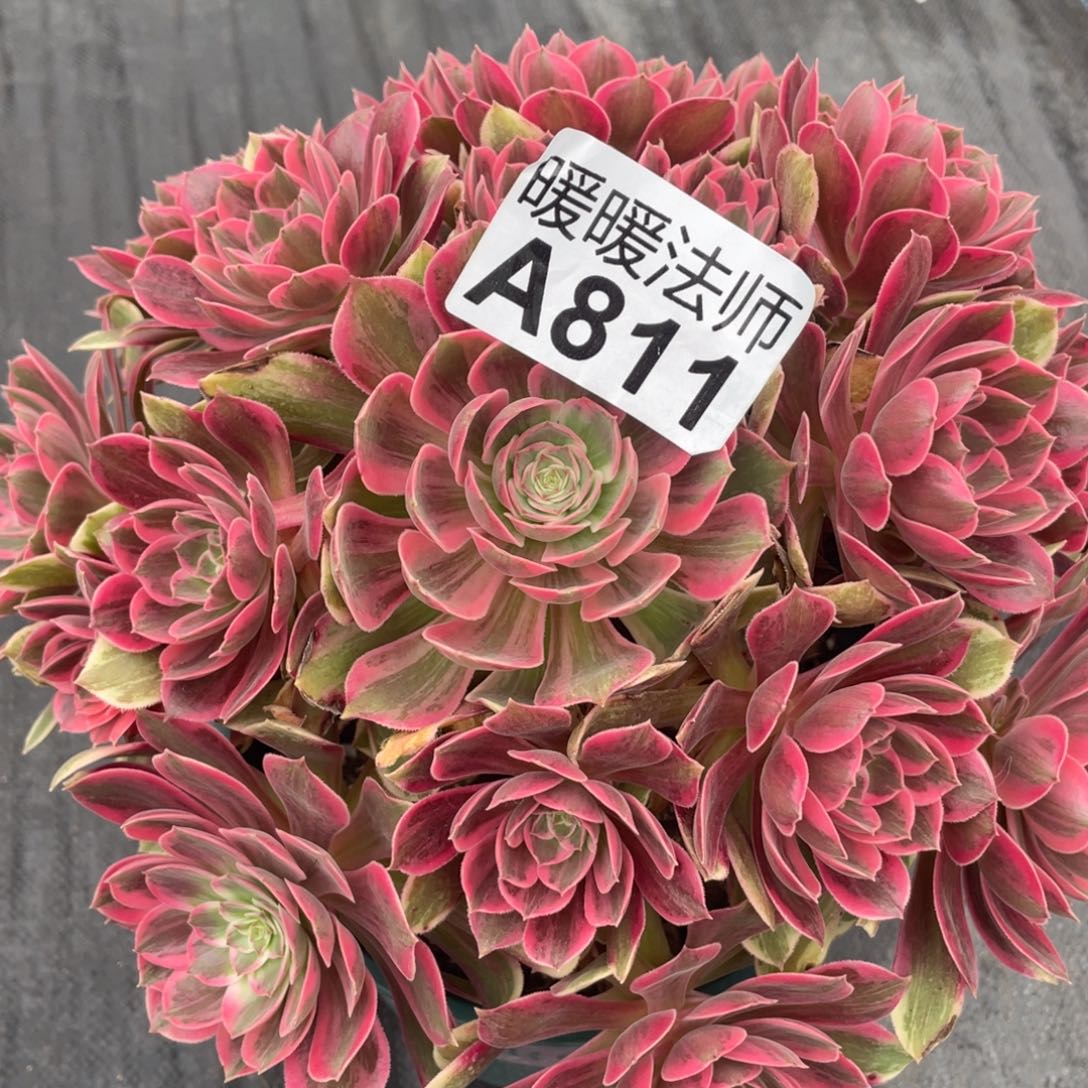 紫砂茶杯楠*?811哥哥还哼哼唧唧