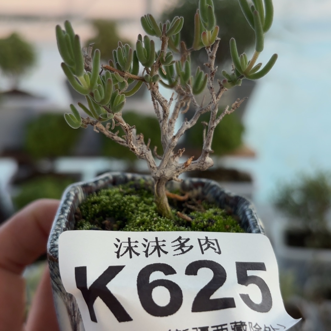 625紫晶带盆枝干哦